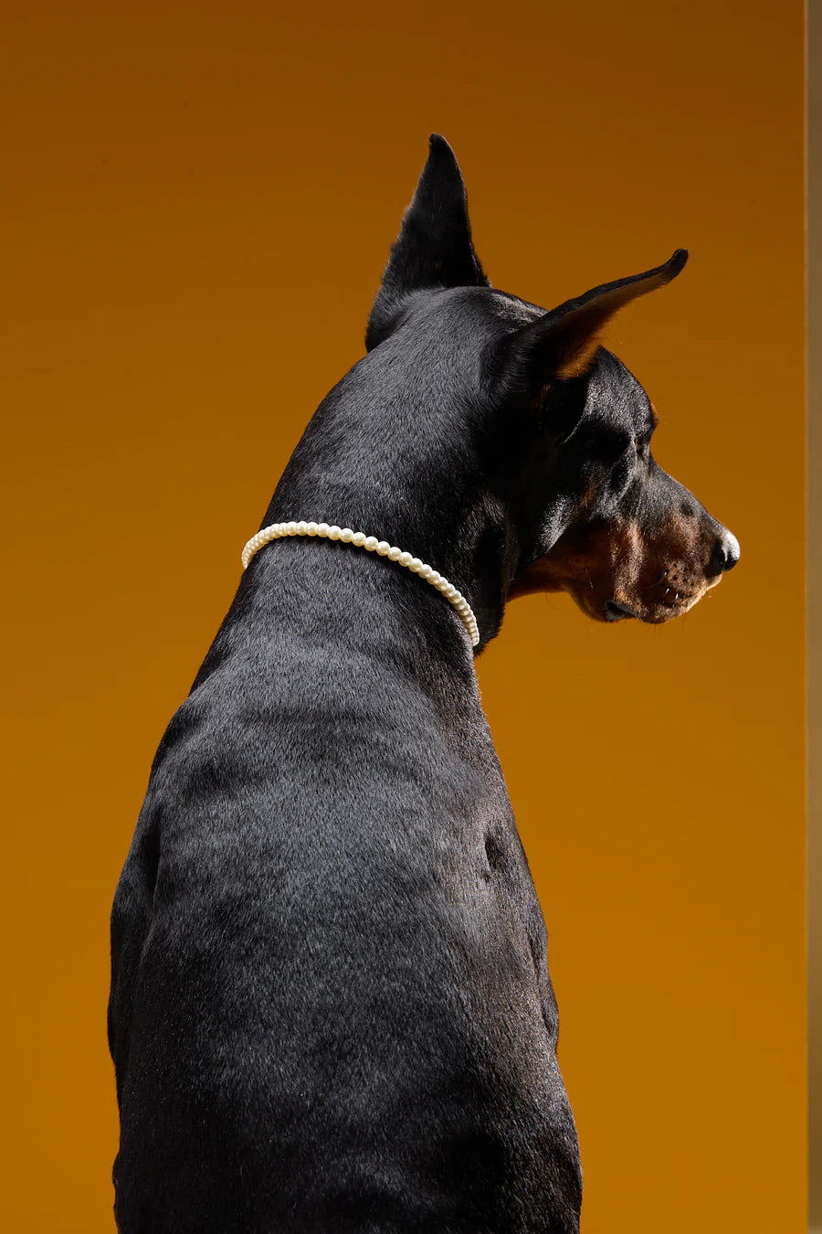 WOOF