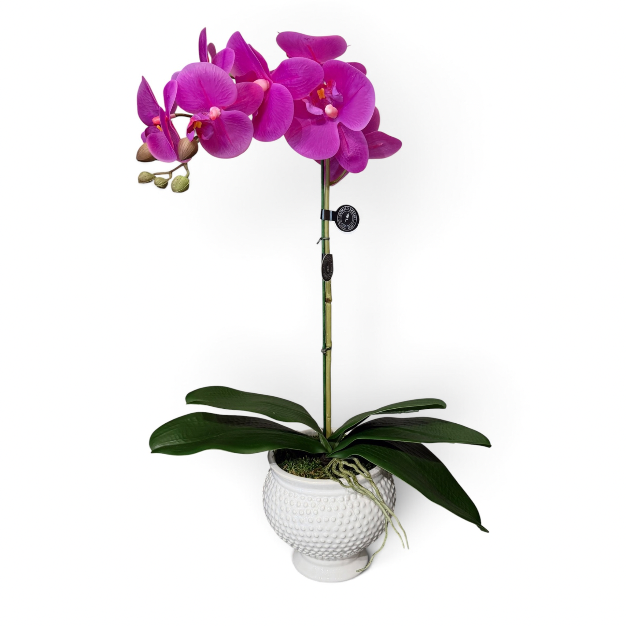 Orquidea fiucha