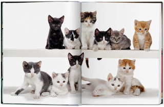 Walter Chandoha. Cats. Photographs 1942–2018