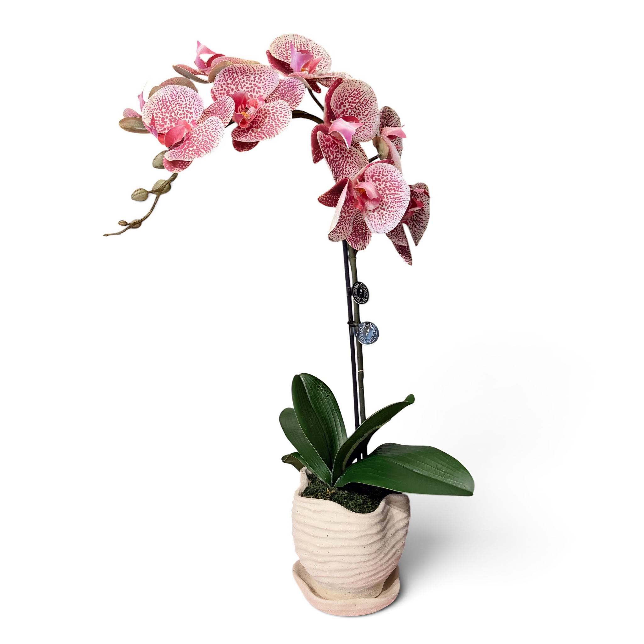 Orquidea doble real touch