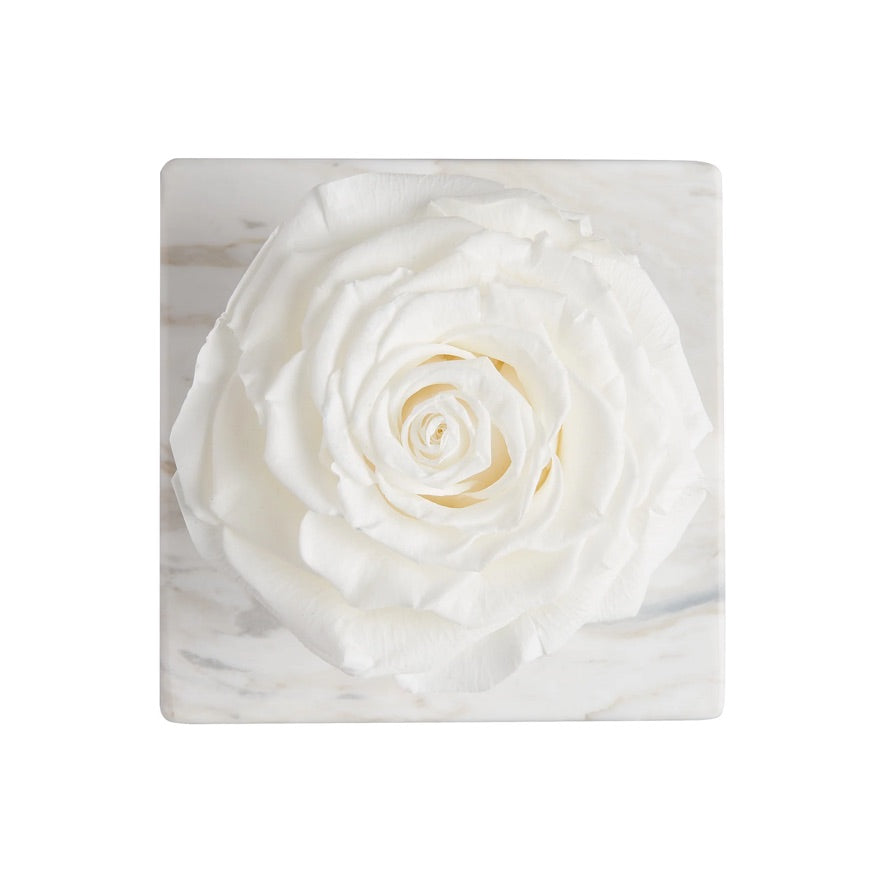 Rosa Preservada Blanca Nº 112 Champagne & Roses