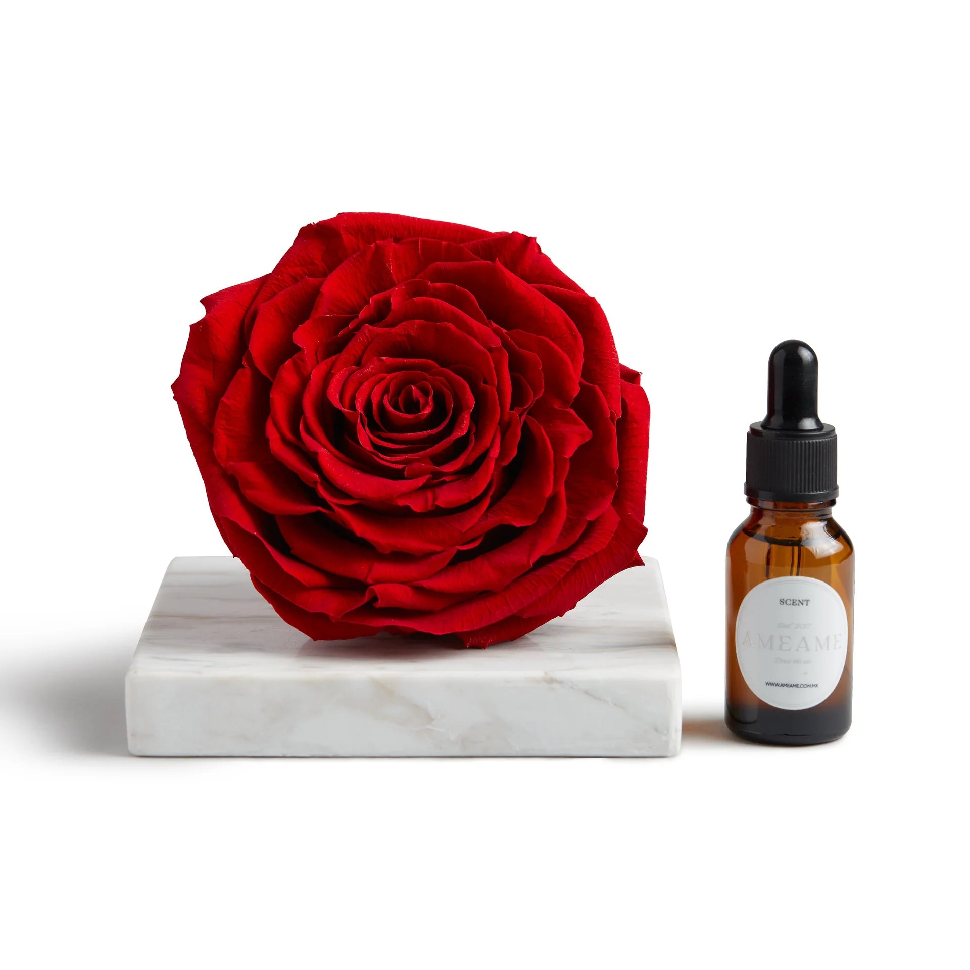 Rosa Preservada Roja Nº 112 Champagne & Roses