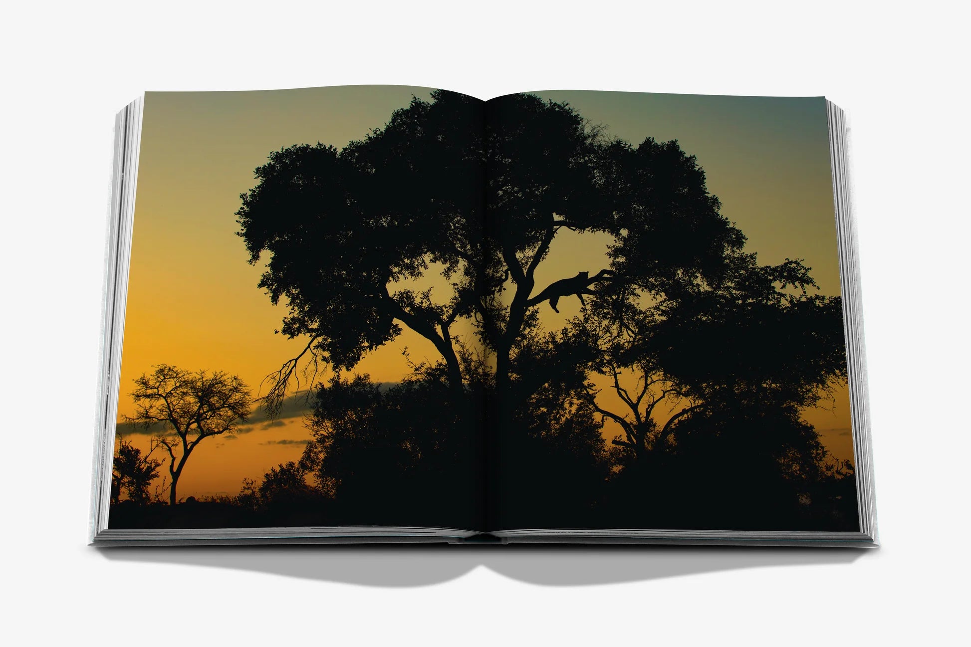 Londolozi: The Safari that Changed Everything