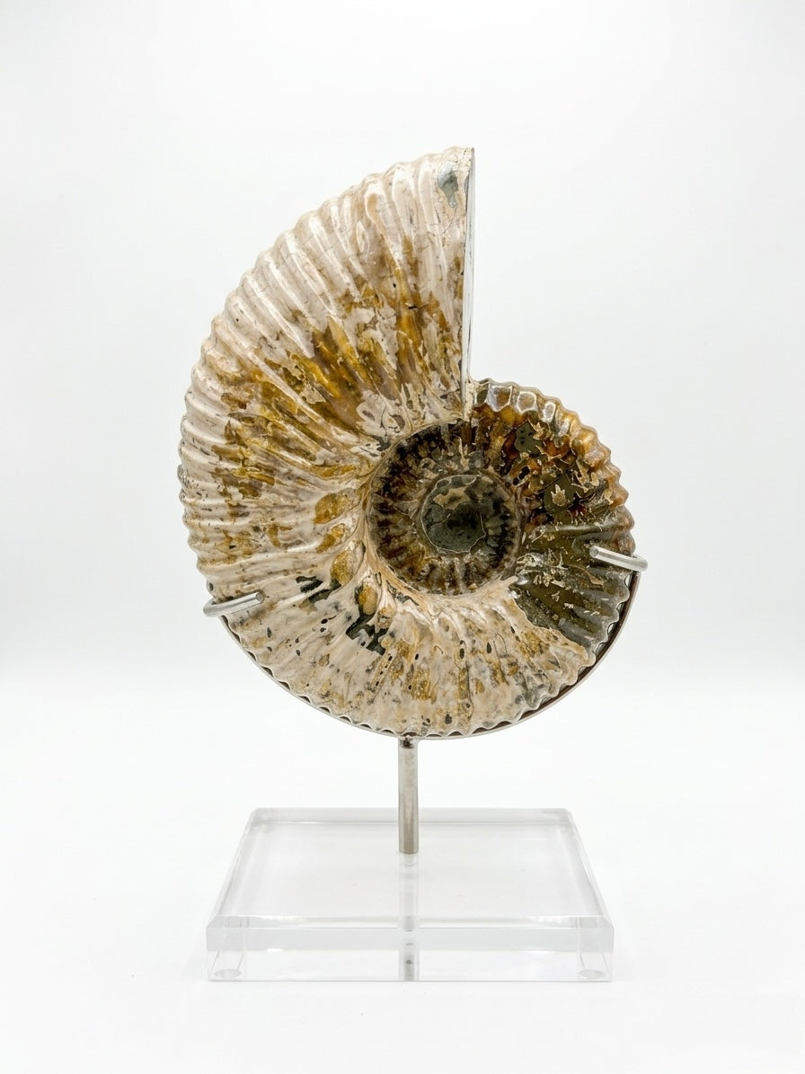 GOLDEN AMMONITE