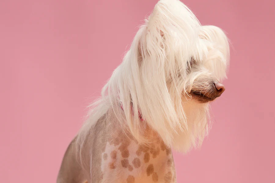 WOOF