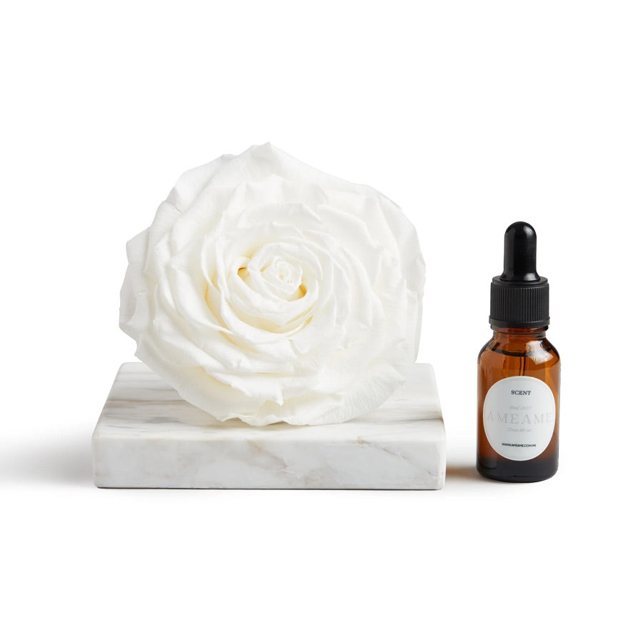 Rosa Preservada Blanca Nº 112 Champagne & Roses