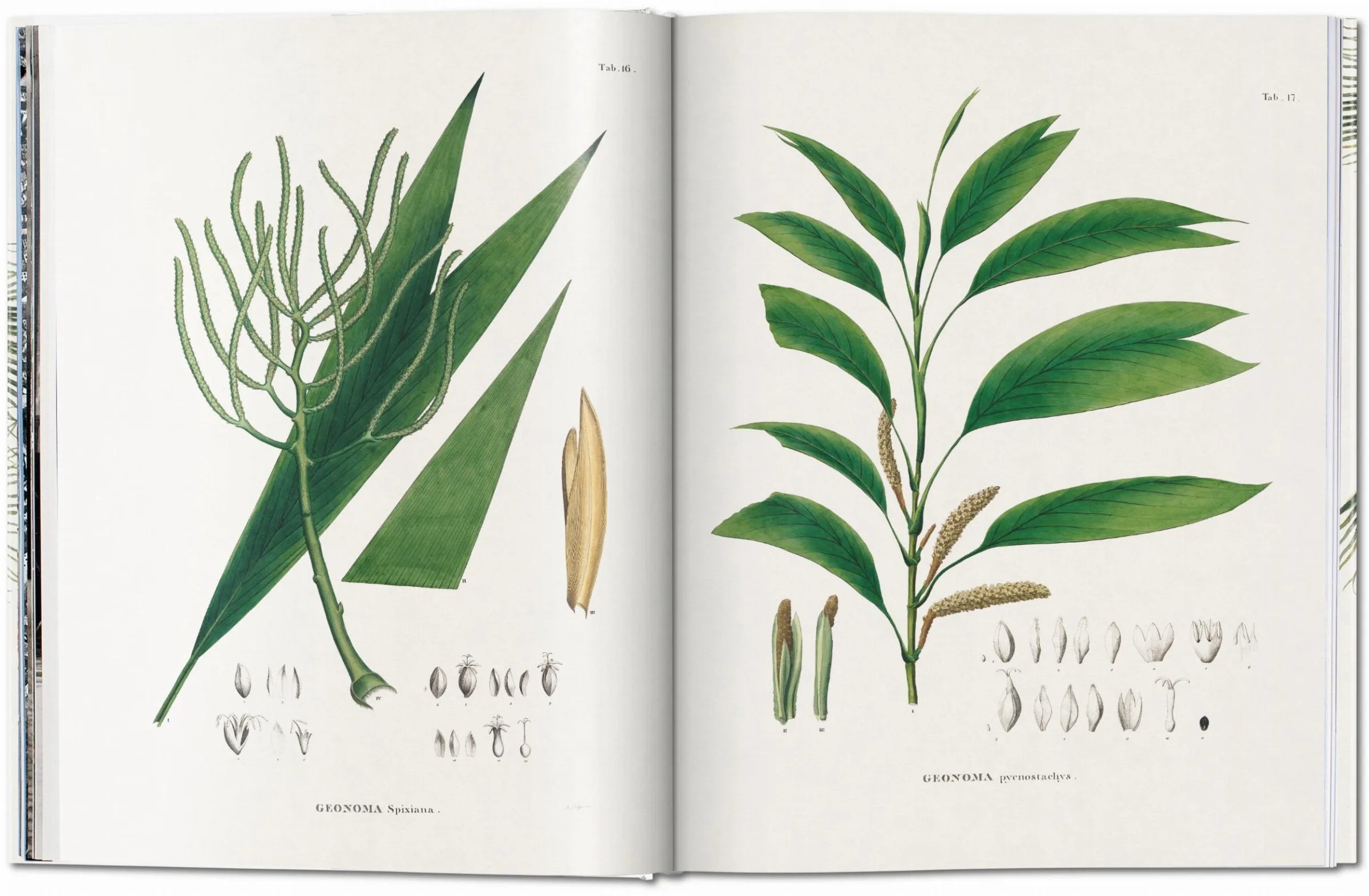 The book of Palms
