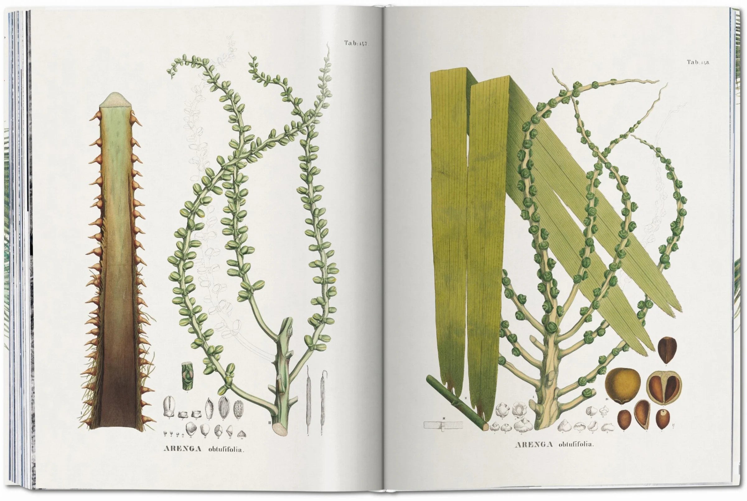 The book of Palms