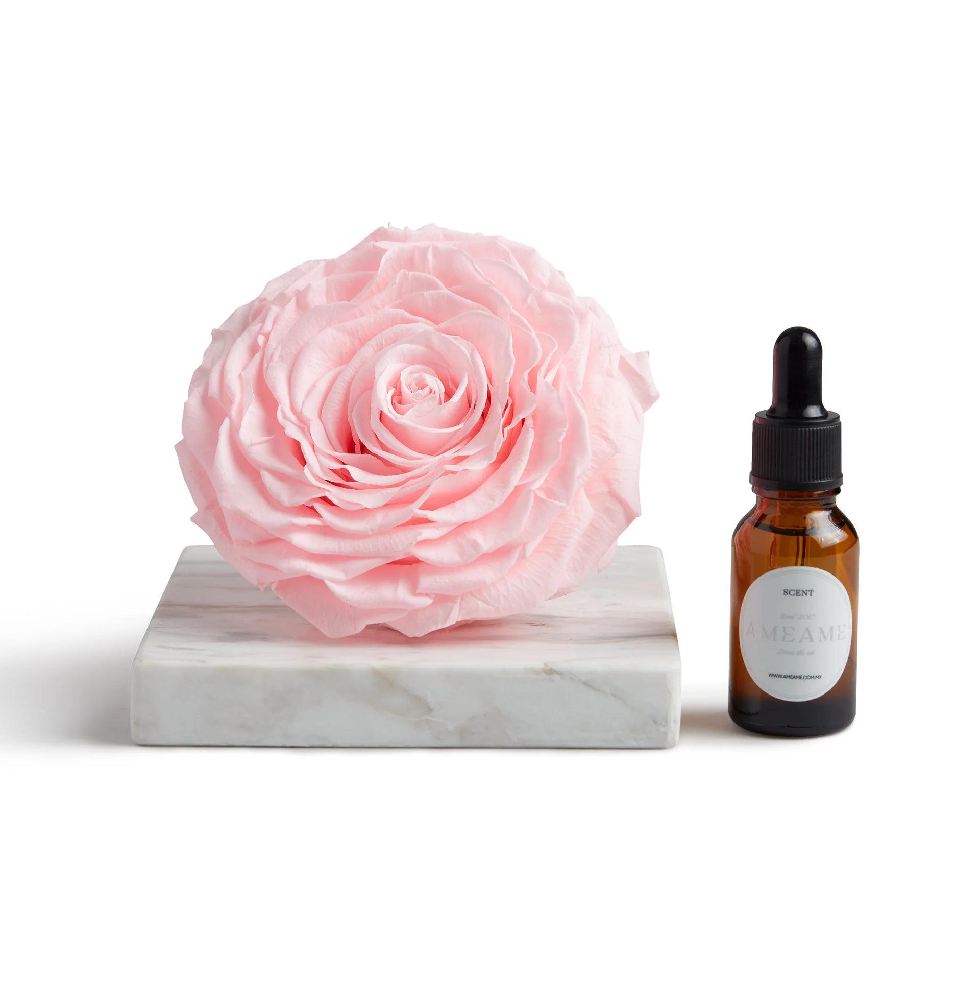 Rosa Preservada Rosa Nº 112 Champagne & Roses