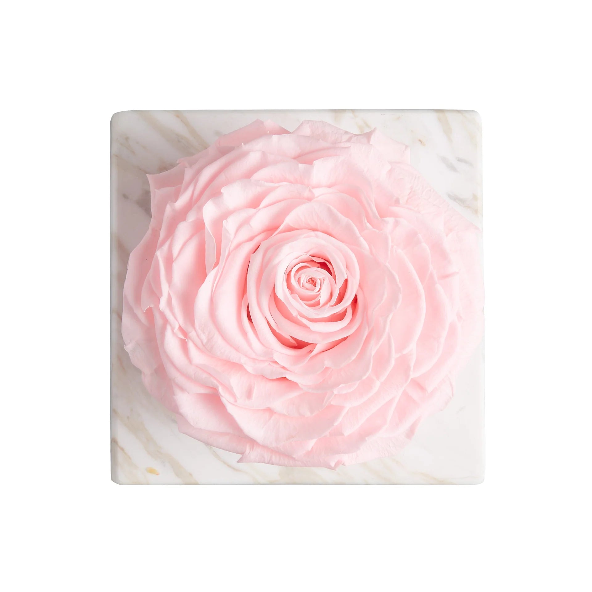Rosa Preservada Rosa Nº 112 Champagne & Roses