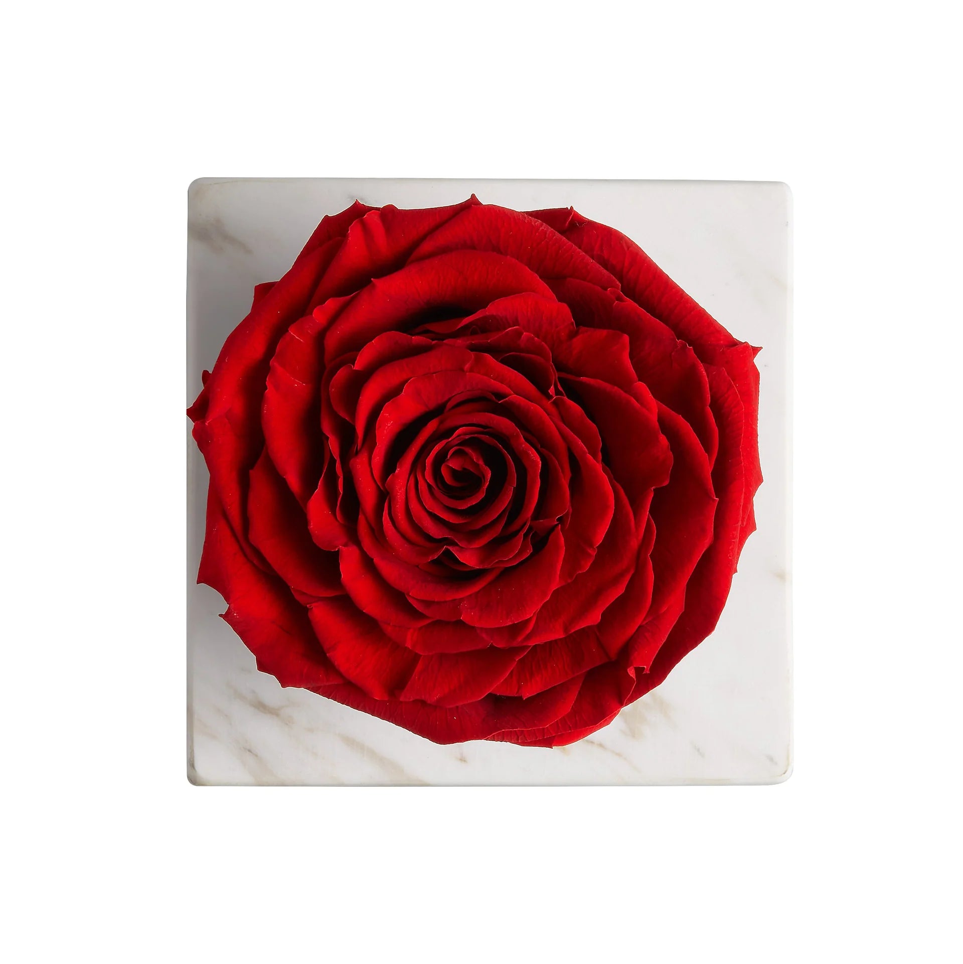 Rosa Preservada Roja Nº 112 Champagne & Roses
