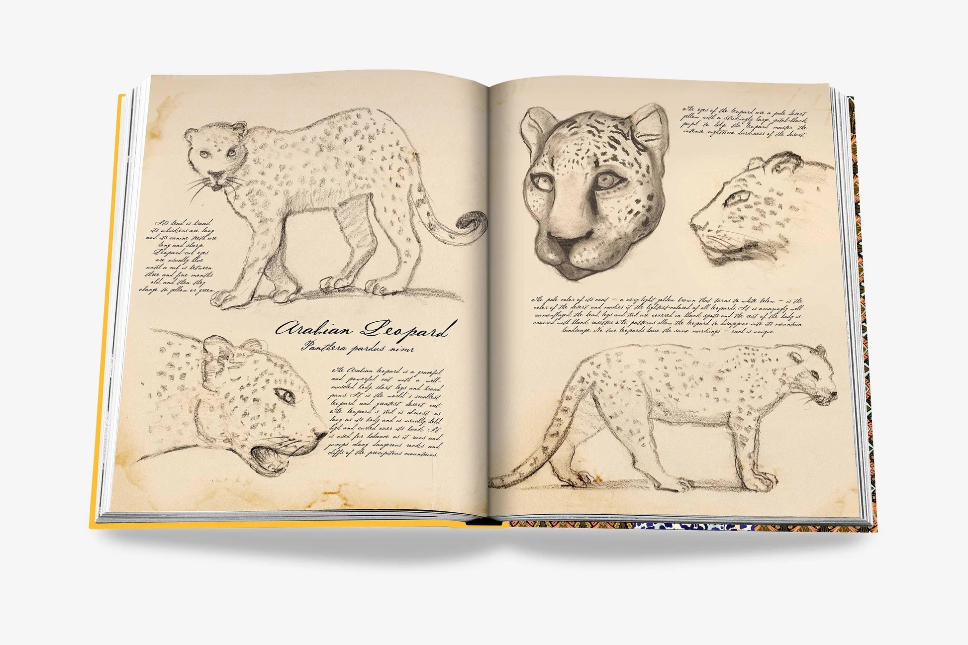 Arabian Leopard (Classic)