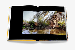 Arabian Leopard (Classic)