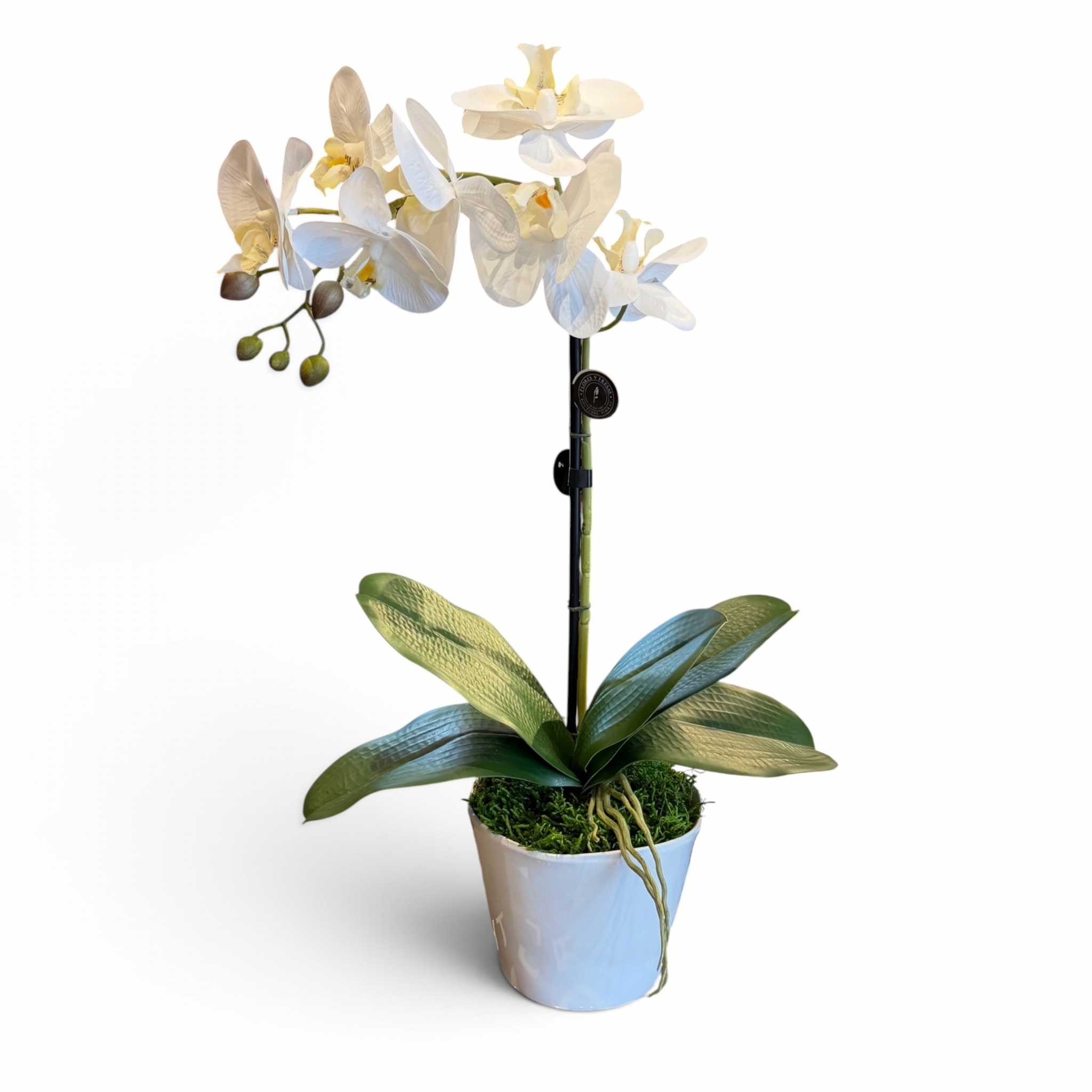 Orquidea real touch blanca