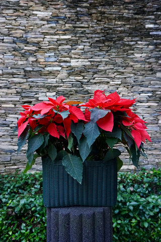 Caja Andrea con nochebuena – Verde Militar