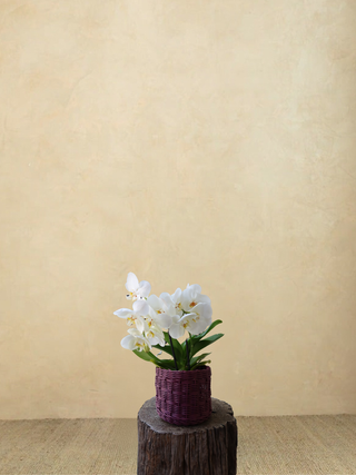 Maceta MINI con orquidea – Vino