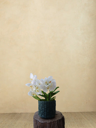 Maceta MINI con orquidea – Verde Militar