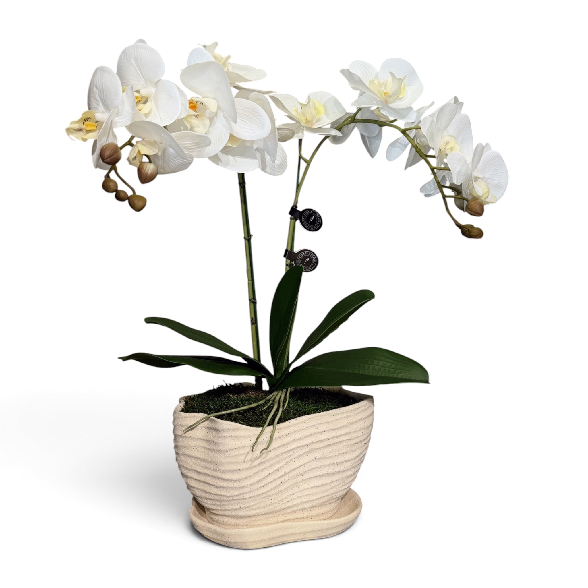 Orquideas doble real touch blancas