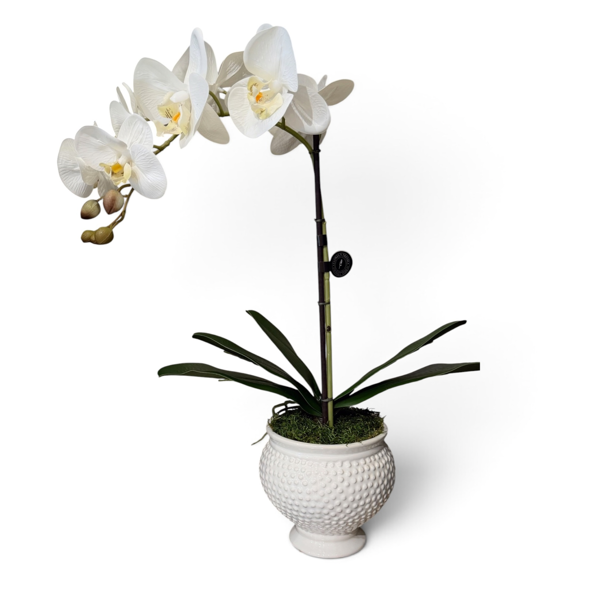 Orquidea blanca