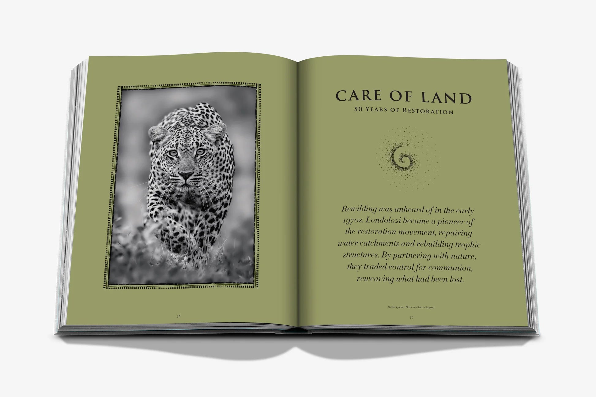 Londolozi: The Safari that Changed Everything