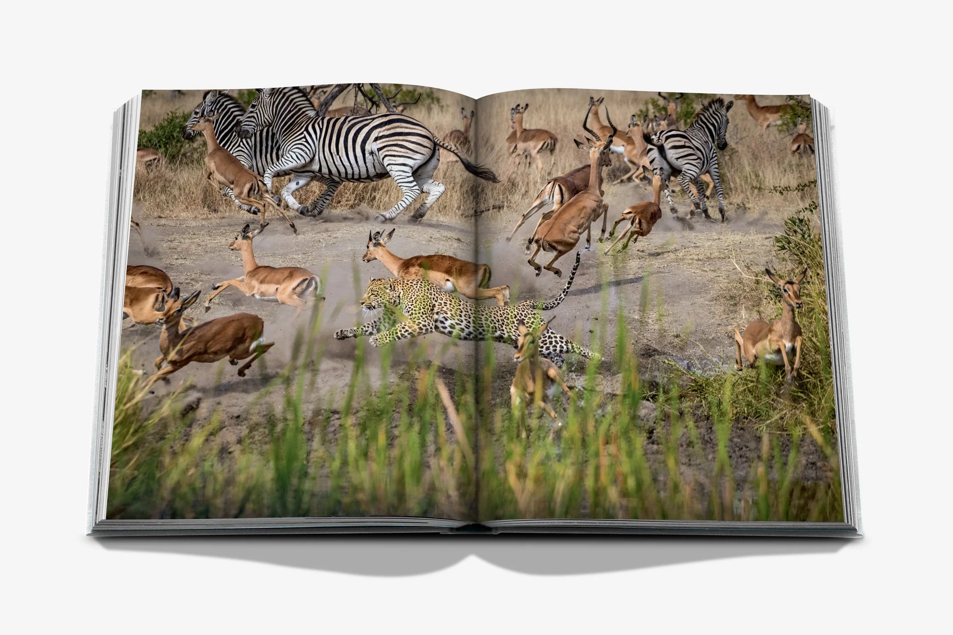 Londolozi: The Safari that Changed Everything
