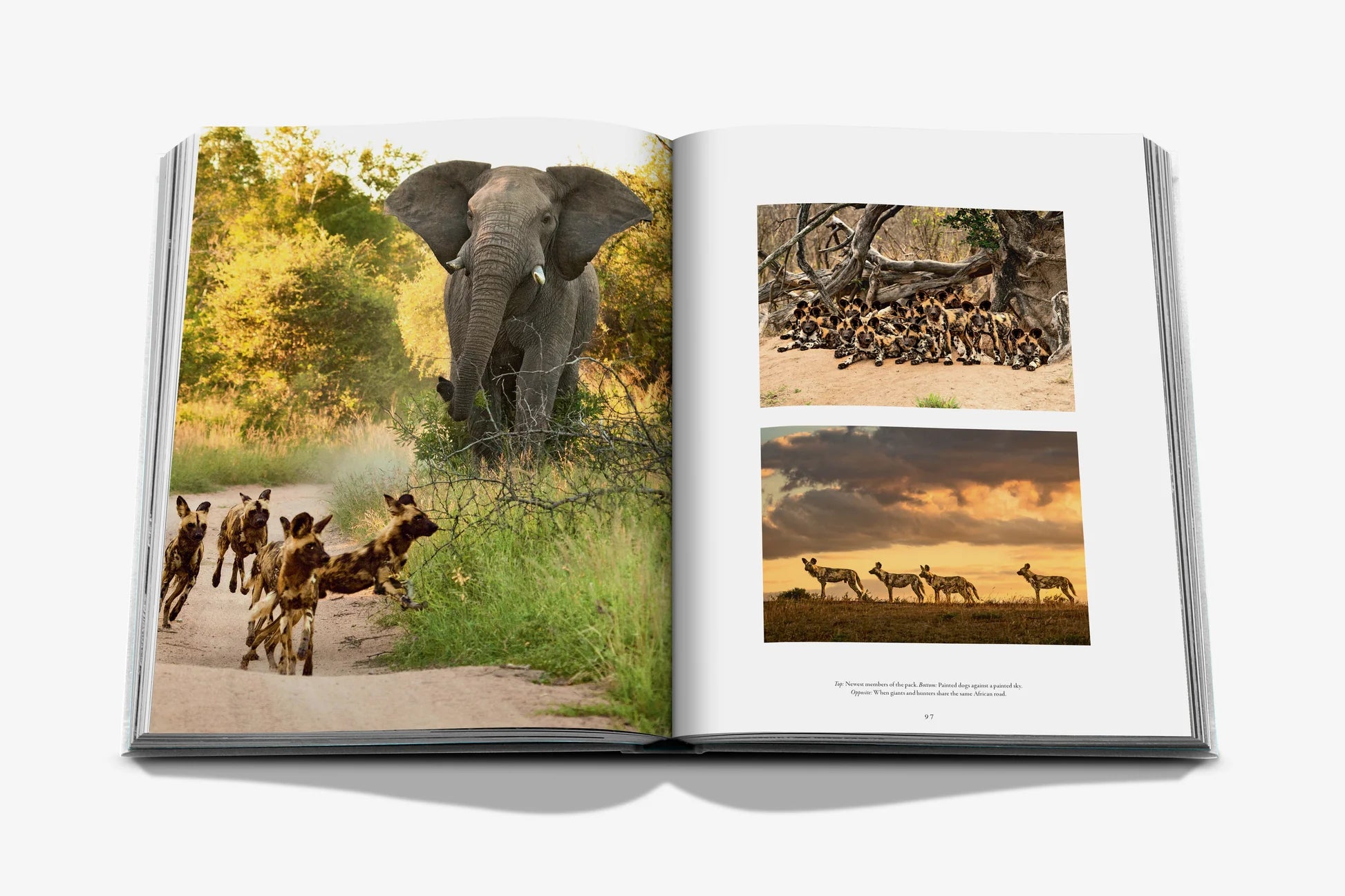 Londolozi: The Safari that Changed Everything