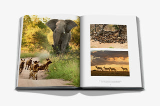 Londolozi: The Safari that Changed Everything