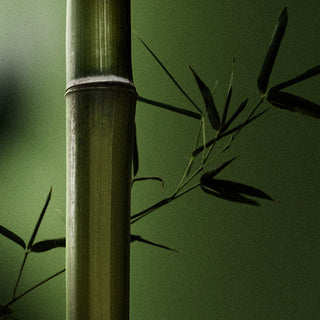 10 fl oz Bamboo Liquid Soap