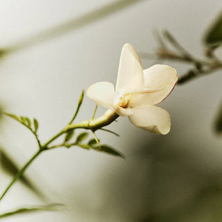 10 fl oz Bamboo Liquid Soap