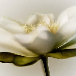 8 oz Bamboo Classic Candle