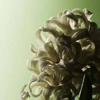 8 oz Bamboo Classic Candle