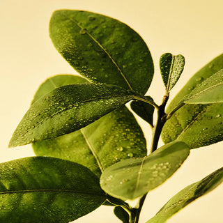 8 oz Grapefruit Classic Candle