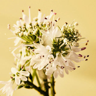 8 oz Grapefruit Classic Candle