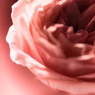 8 oz Rose Noir & Oud Classic Candle