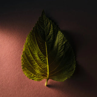 8 oz Rose Noir & Oud Classic Candle