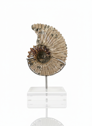 DESERT MOSS AMMONITE