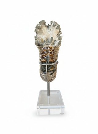 DESERT MOSS AMMONITE