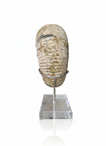 GOLDEN AMMONITE