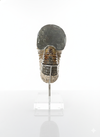 GOLDEN AMMONITE