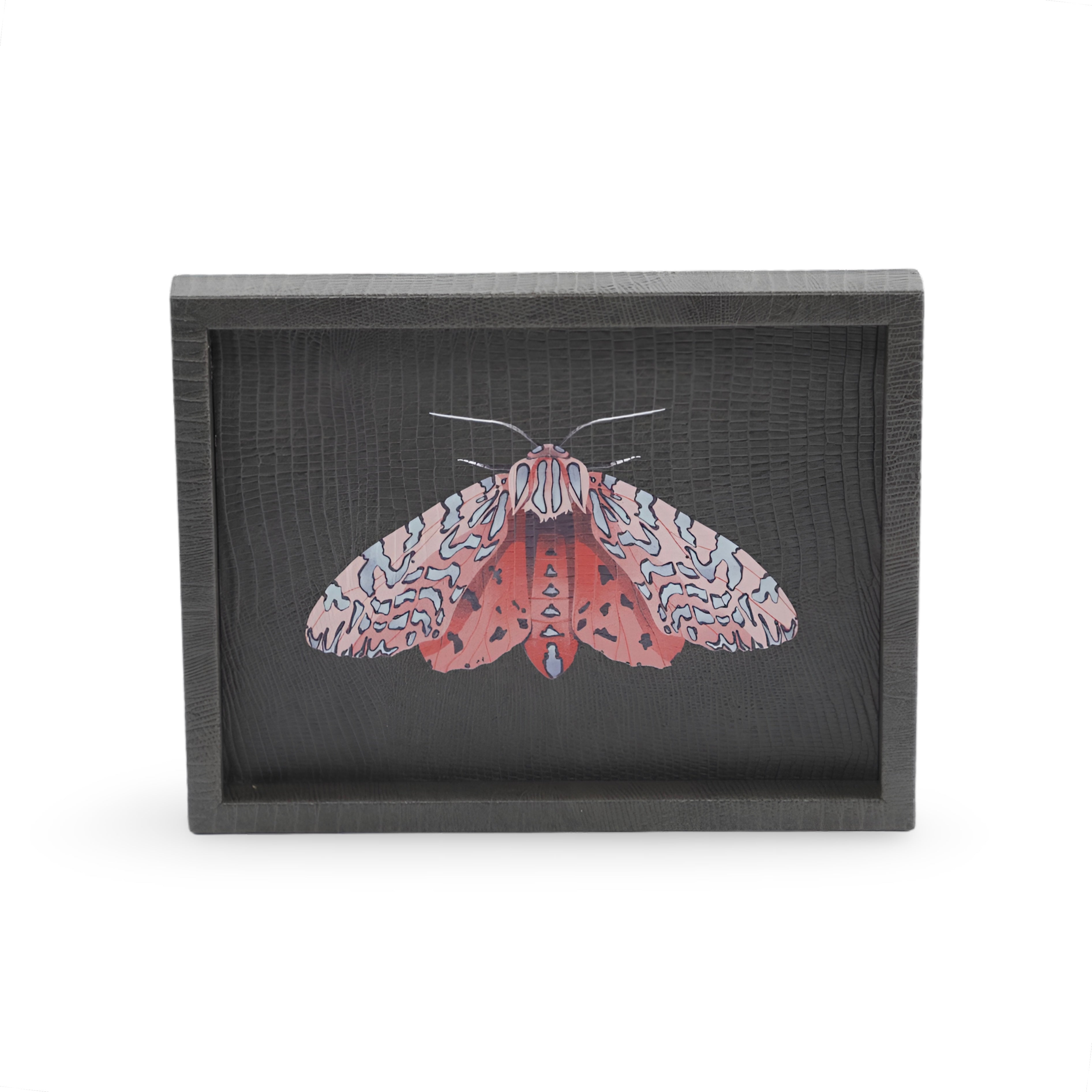 Charola - Polilla